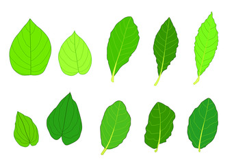 Fototapeta premium Green Leaves fresh abstract isolated on white background illustration vector