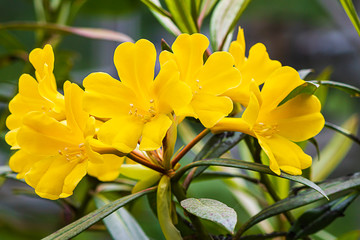 close up of rhododendrom multiple trumpet flowers in yellow