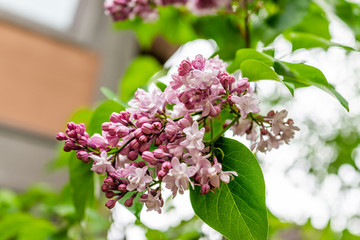 Macro closeup of purple and white lilac flowers during day in spring or summer showing detail and texture of petals in Colorado