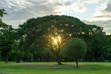 Big tree in park with sunlight