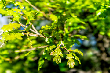 Macro closeup of young oak leaves with bokeh background in Thomas Lakes Hike in Mt Sopris, Basalt, Colorado in summer