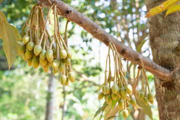Image Of Durian flowers .The flowering stage of Durian.
