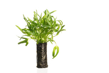 Obraz premium fresh vegetable in sea weed roll