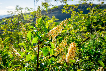 Many yellow Prunus virginiana Chokecherry cone cream flowers on tree shrub on Thomas Lakes Hike in Mt Sopris, Basalt, Colorado
