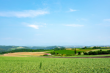 Panoramic view of Patchwork hill in background with blue sky during summer, Biei, Hokkaido, Japan