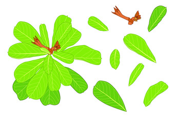 Green leaves are a bouquet fresh on white background illustration vector