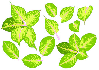 Green leaves are a bouquet fresh on white background illustration vector