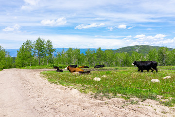 Cows grazing on grass ranch near Thomas Lakes Hike in Mt Sopris, Carbondale, Colorado with road and view of mountains