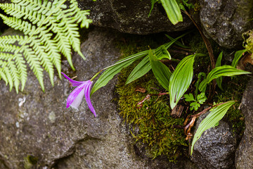 white and lavender orchid planted in crevises of a rock garden