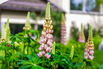 Closeup of many decorative pink and white lupine flowers in Vail, Colorado in summer