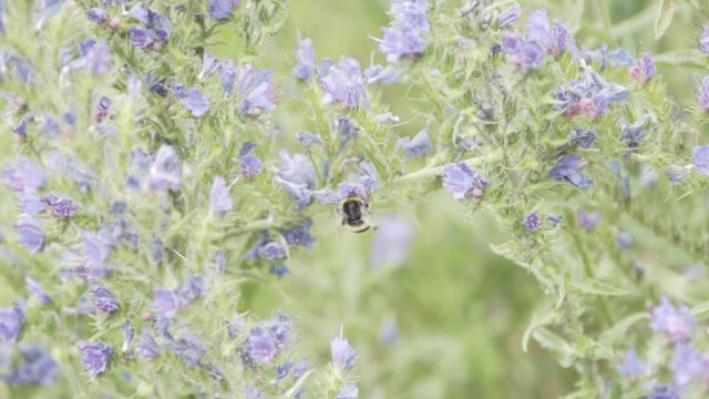 A bee doing his thing in nature
