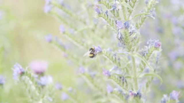 Bumble bee exploring a new flower