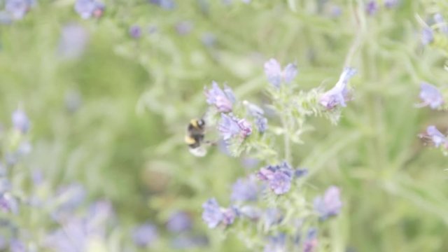 Bumble Bees working in nature.