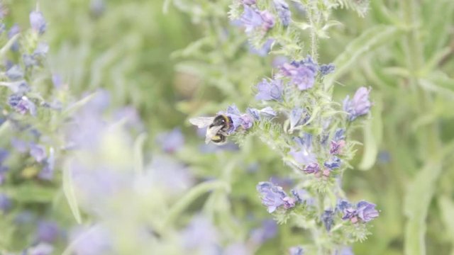 Humble bee working in nature.