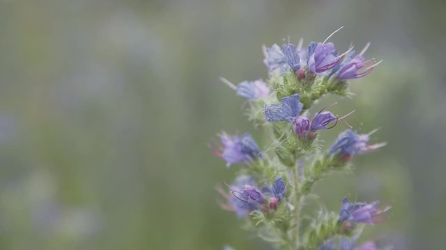A beautiful flower in nature