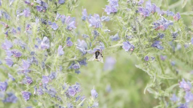 Bumble bees working in nature