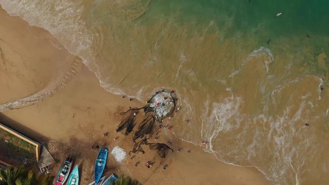 Epic aerial drone fooatge of a dragnet fishing catch on the beach with waves crashing at the shoreline and birds circling for food