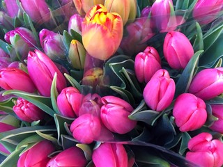 bouquet of tulips