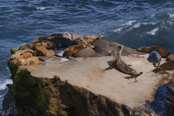 La Jolla cove seals, San Diego, cA