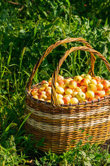 Fresh ripe organic apples in a large wicker basket on green grass outdoors. Autumn and summer harvest concept. Biofarm