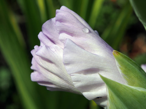 drops of morning dew on delicate light purple petals of gladiolus macro - Powered by Adobe
