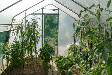 Modern greenhouse with tomato plants. Eco farming