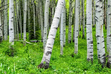 Peel and stick wall murals Aspen forest vivid green trees leaning in summer on Kebler Pass in Colorado in National Forest park mountains