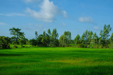 Green rice fields and skies