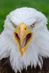 Eagle stares sternly