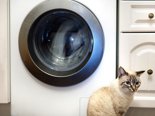 Cat and washing machine. Domestic pets life