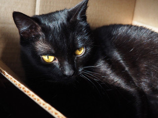 cardboard box with a black cat sitting inside