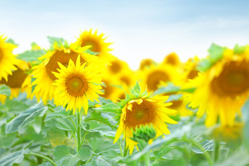 Obraz premium Beautiful sunflower field on summer day