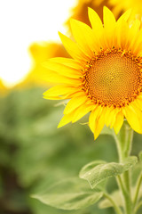 Beautiful sunflower in field on summer day