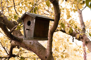 A wooden Birdhouse In The Autumn Forest. Beauty handmade houes for birds hanging on the tree branch with yellow leaves around. Round hole for the birds and nest