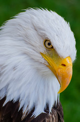 Bald Eagle looks down