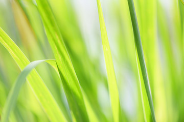 lemon grass plant close up of green leaves for herb medicine food