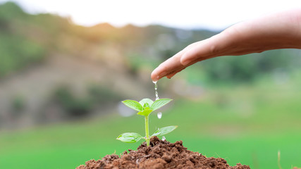 Human hand nurturing young baby plants growing in germination sequence on fertile soil green background