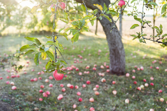 Apple tree garden in sunset, apples on the grass, old apple tree, agriculture concept