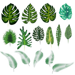 Beautiful hand drawn botanical illustration with tropical leaves