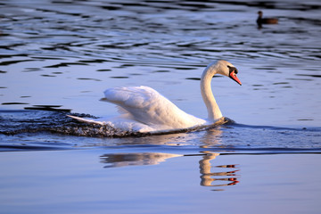swans swim on the lake