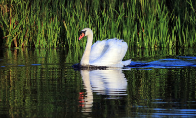swans swim on the lake