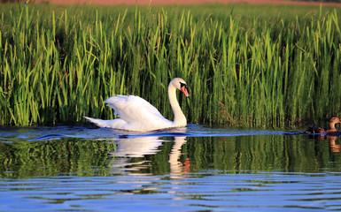 swans swim on the lake