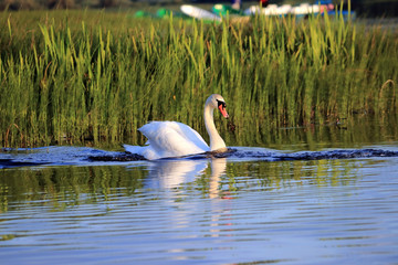 swans swim on the lake