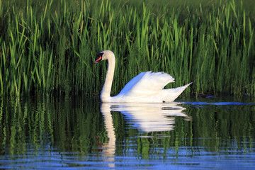 swans swim on the lake