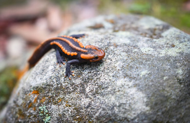 salamander on the rock wildlife reptile crocodile salamander spotted orange and black rare animals...