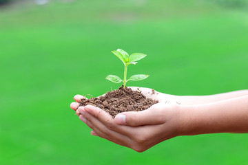 Human hand nurturing young baby plants growing in germination sequence on fertile soil green background