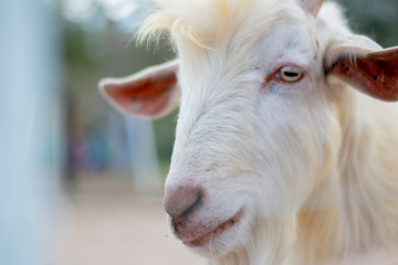 portrait of a goat