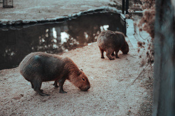 capybaras eating