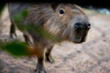 capybara