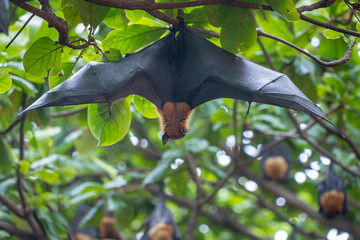 Lazy Sleepy Bats in Wat Pho Bang Klah, Thailand - 283445014